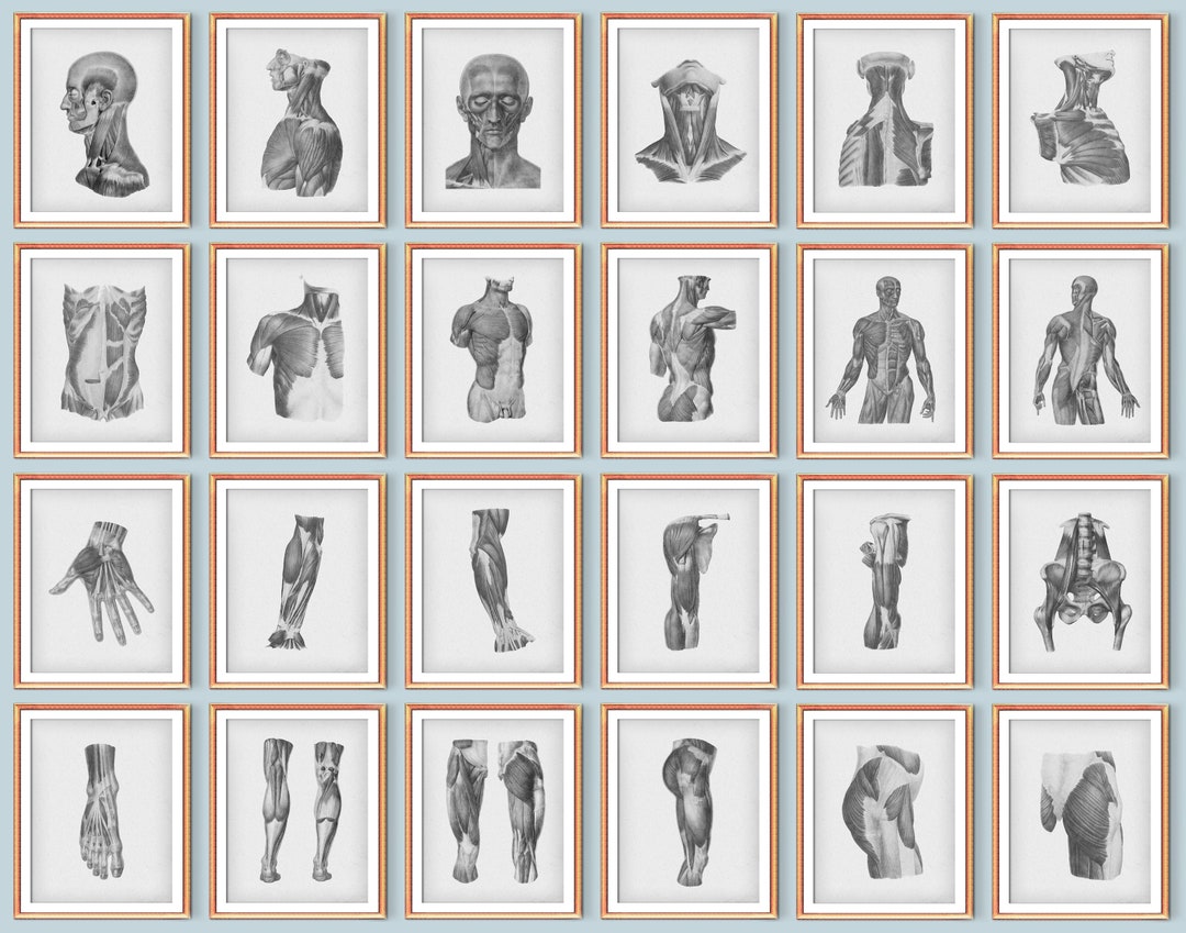 Set 24 Vintage Anatomy Art Muscular System Posters Anatomical Body ...