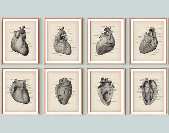 8 Vintage Heart Anatomy Art Cardiology Artwork Medical - Etsy