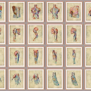 24 Vintage Anatomy Posters Muscular System Artwork Human Muscles Structure Medical Art Massage Therapist Office Decor Surgical Anatomy Art