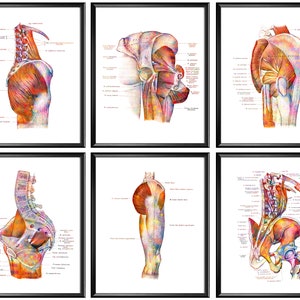 Buttocks Muscles Anatomy Poster Pelvis Muscular Structure Medical Art Human Muscular System Decor Chiropractor Gift Massage Therapist