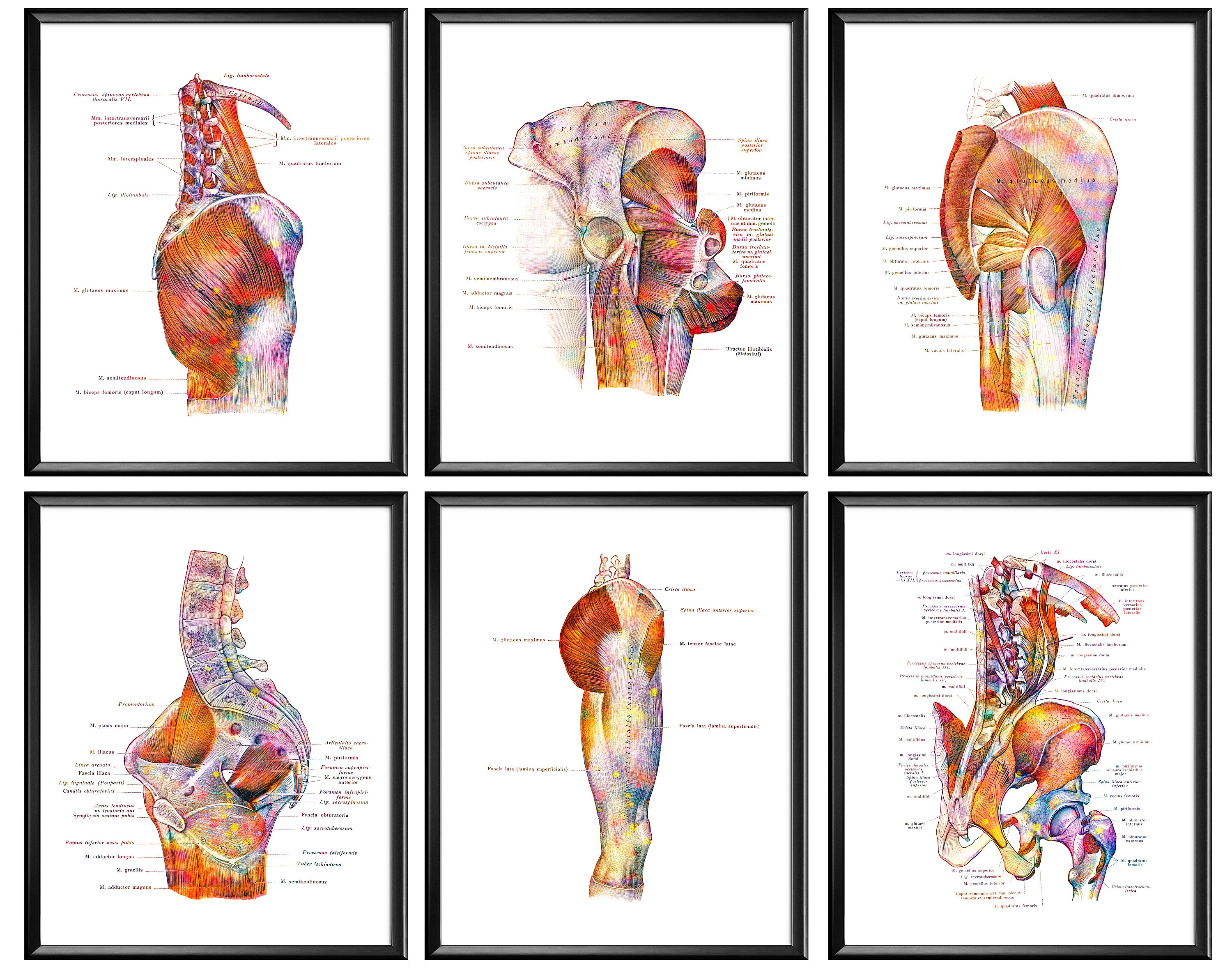 Buttocks Muscles Anatomy Poster Pelvis Muscular Structure Etsy