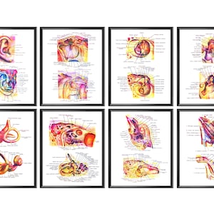 8 Anatomical Ear Diagram Human Ear Anatomy Inner Structure Posters Watercolor Medical Art Audiologist Gift Auditory System Hearing System
