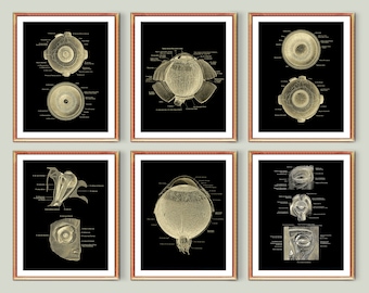6 Human Eye Anatomy Art Posters Ophthalmology Art Eye Pupil Structure Medical Art Optician Gift Ophthalmologist Gift Optometrist Gift