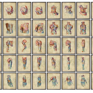 40 Vintage Musculoskeletal Anatomy Posters, Human Anatomy Watercolor Art, Muscles Structure, Medical Art, Massage Therapist Gift