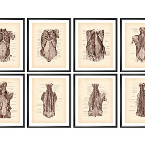 8 Muscular System Anatomy Posters, Human Anatomy Art, Medical Artwork, Physiology Art, Physical Therapy Art, Massage Art, Muscle Art Decor