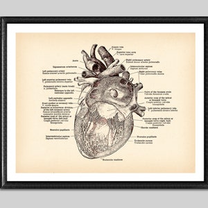 Human Anatomical Heart Vintage Poster Medical Art Antique Anatomy Art ...
