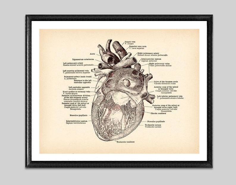 Human Anatomical Heart Vintage Poster Medical Art Antique - Etsy
