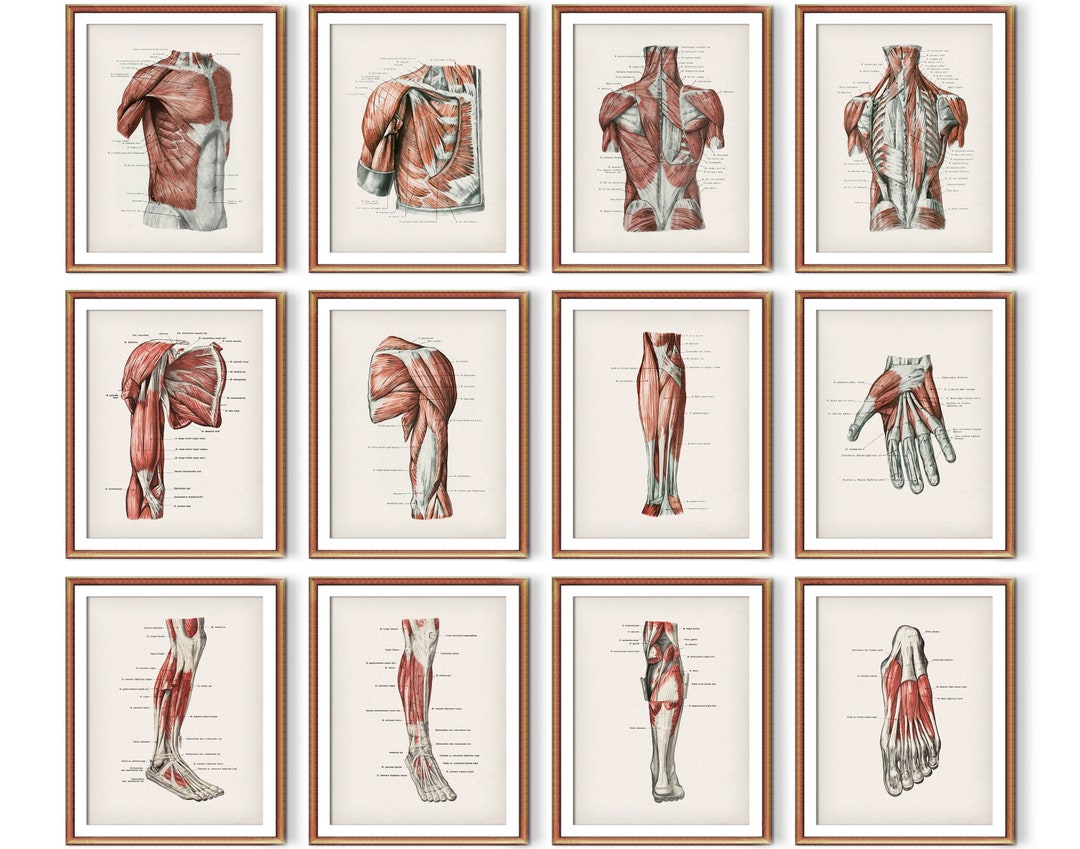 12 Vintage Human Muscular System Anatomy Posters Medical Art Massage ...