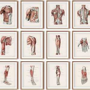 Puede incluir: Conjunto de 10 ilustraciones anatómicas vintage del sistema muscular humano. Las ilustraciones muestran los músculos del pecho, la espalda, los brazos, las piernas, las manos y los pies. Las ilustraciones están en un estilo detallado y realista y están impresas en tonos de rojo, marrón y blanco.