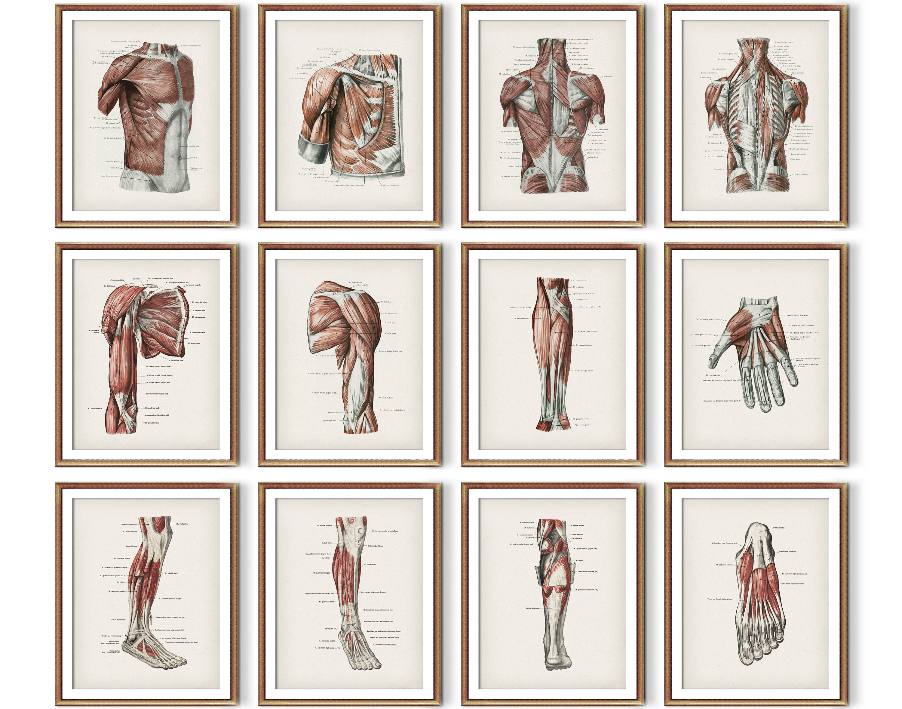 12 Vintage Human Muscular System Anatomy Posters Medical Art Massage ...