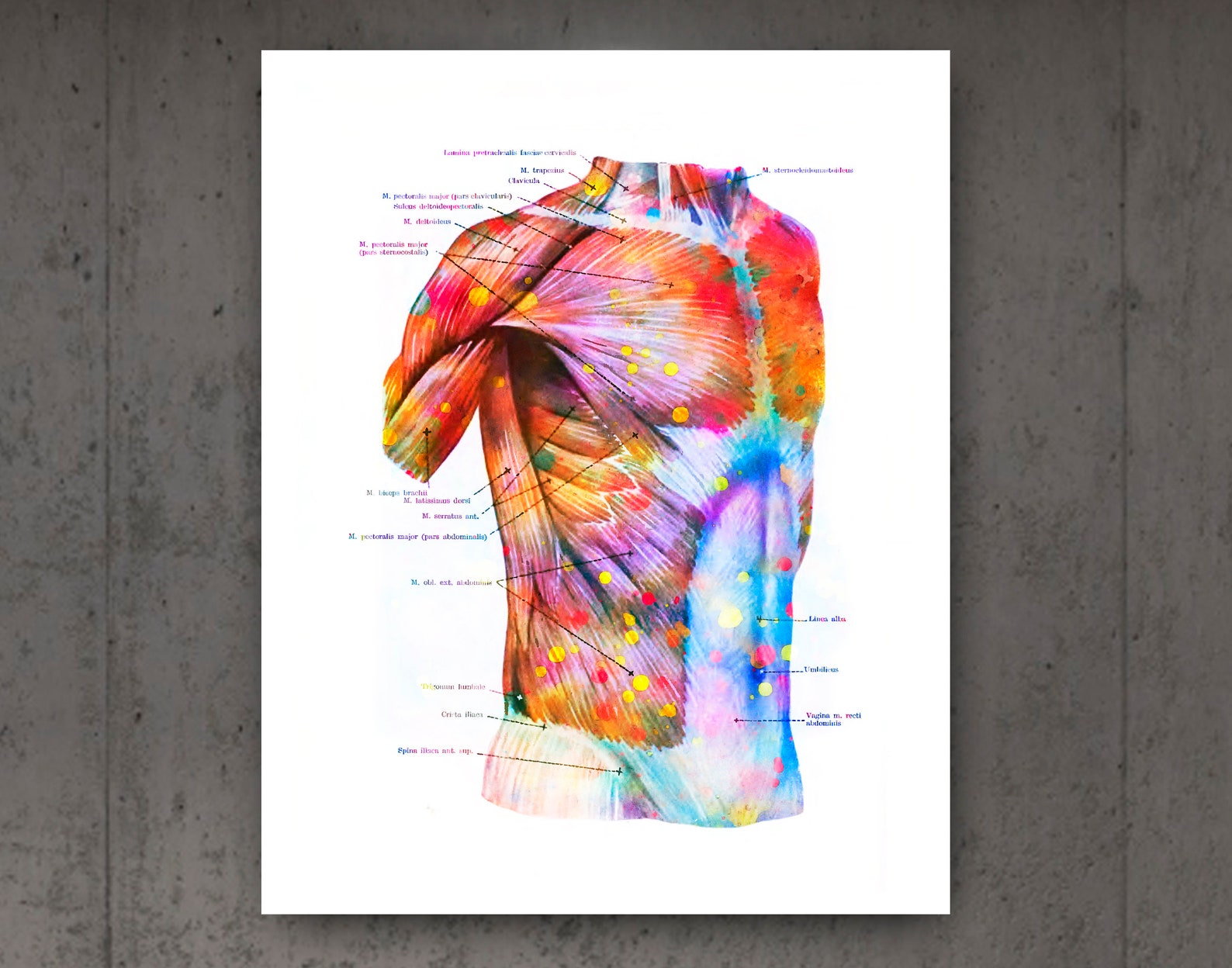 28 Human Body Anatomy Posters Muscles Diagram Medical Art Muscular ...