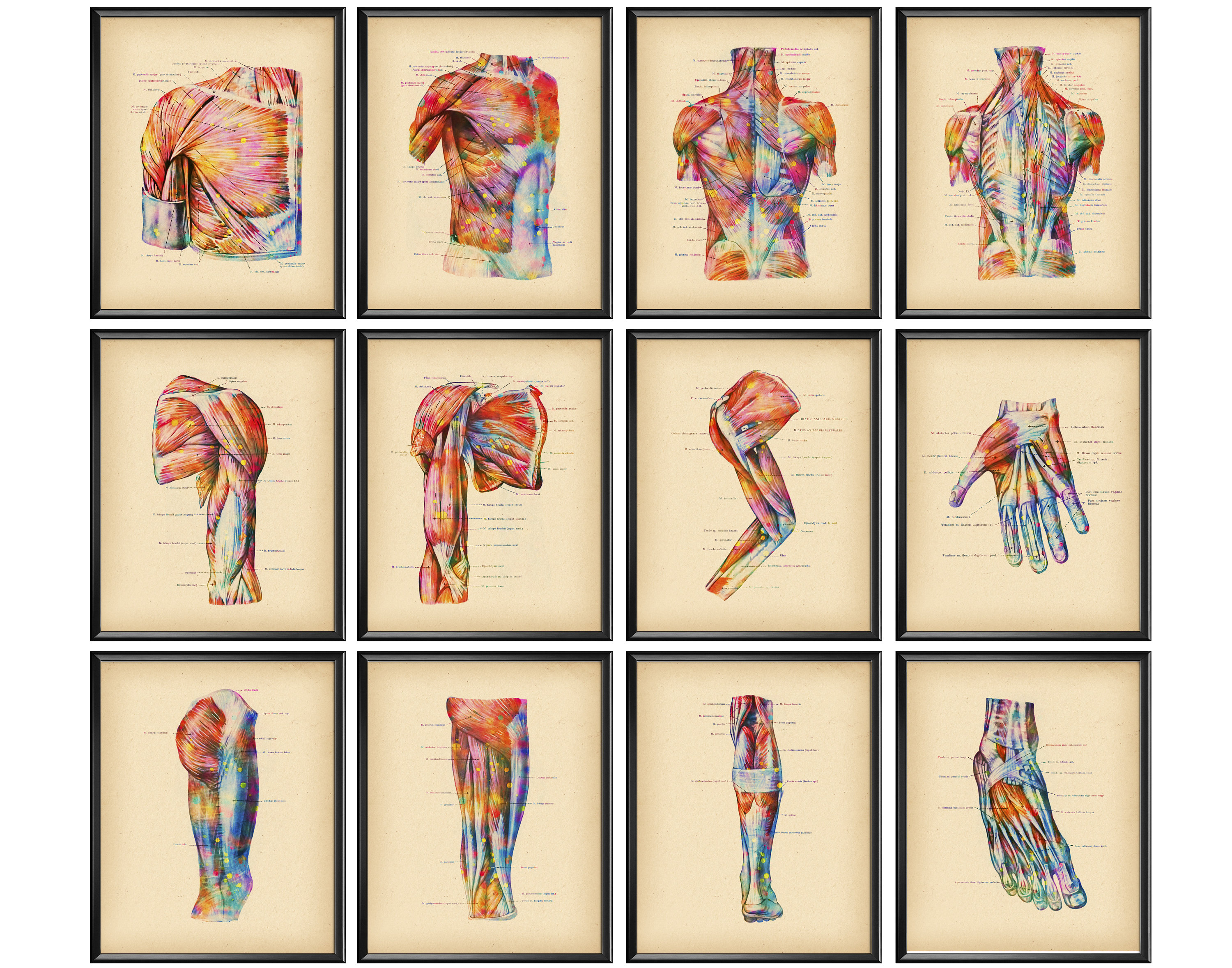 12 Watercolor Anatomy Poster Muscular System Structure Medical Artwork ...
