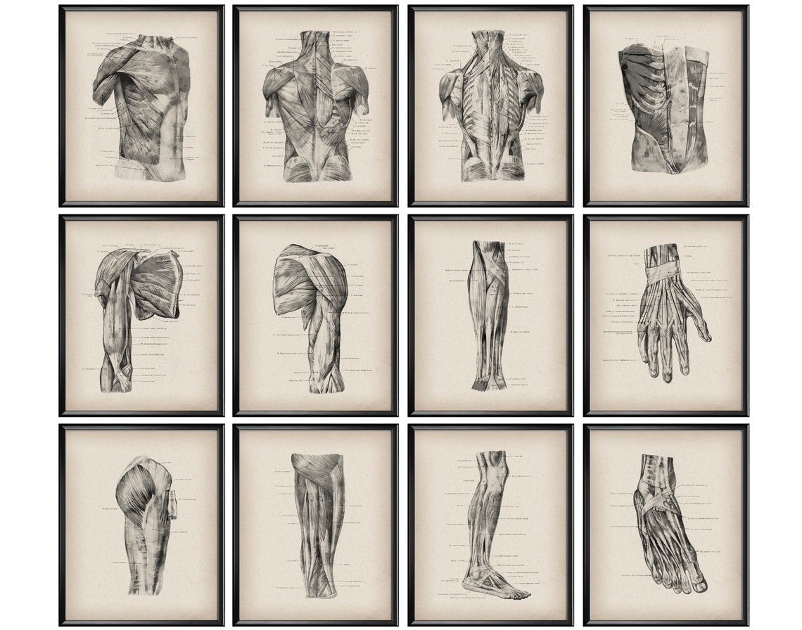 12 Anatomical Print Vintage Anatomy Poster Muscular System Structure ...