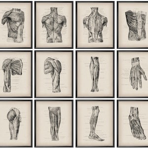 12 Anatomical Print Vintage Anatomy Poster Muscular System Structure Surgeon Office Decor Massage Therapist Gift Medical Art Clinic Decor