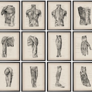 12 anatomische print vintage anatomie poster spierstelsel structuur chirurg kantoor decor massagetherapeut cadeau medische kunst kliniek decor
