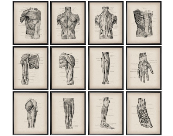 40 Vintage Musculoskeletal Anatomy Posters Human Body Anatomy Decor