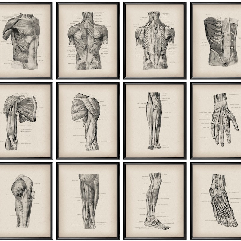 Vintage Anatomy - Etsy