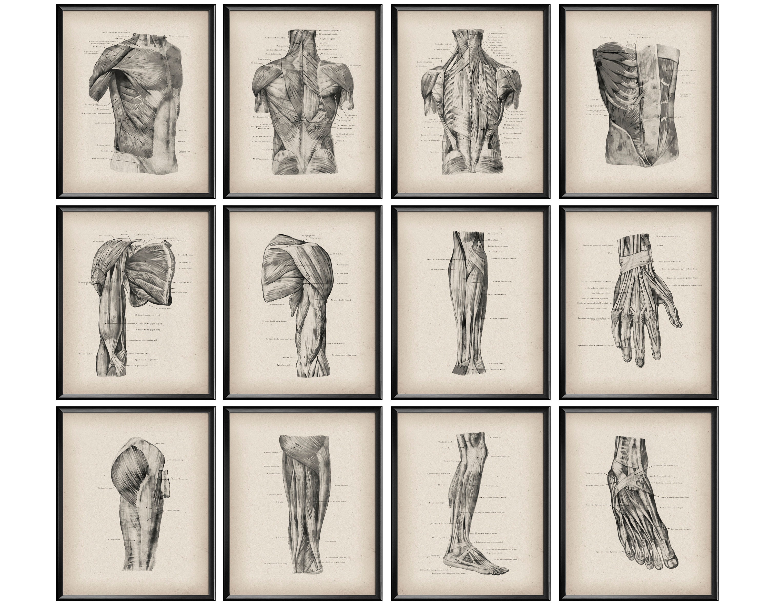 12 Anatomical Print Vintage Anatomy Poster Muscular System Structure Surgeon Office Decor Massage Therapist Gift Medical Art Clinic Decor