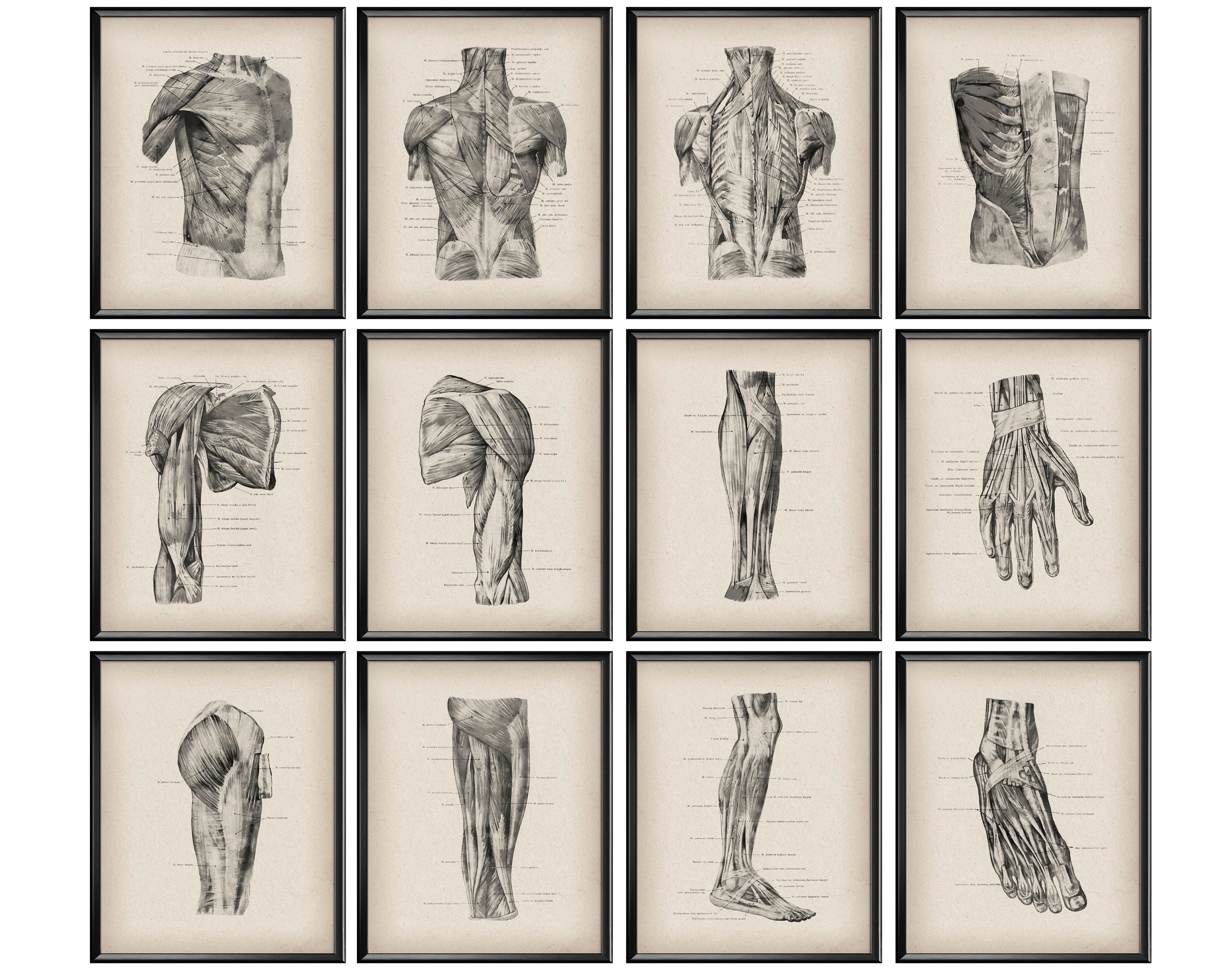 Large Anatomy Posters