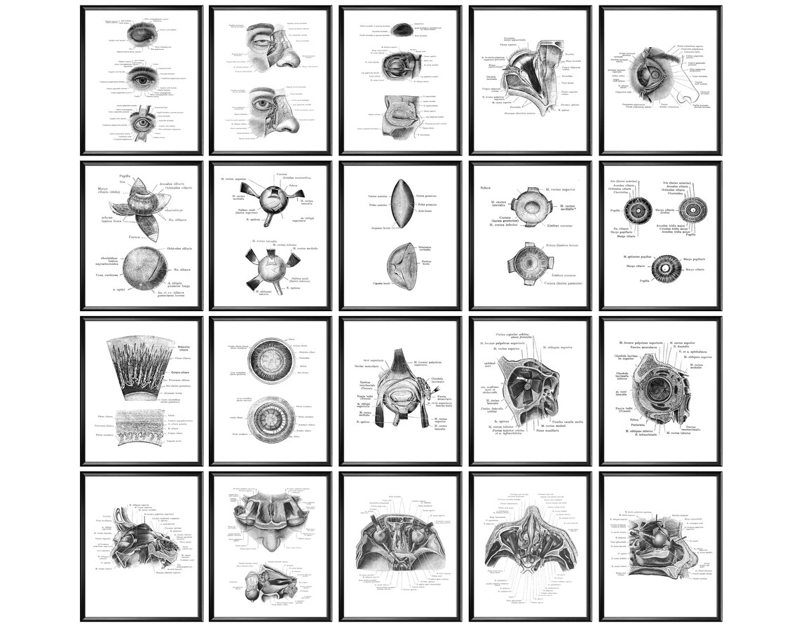 20 Ophthalmic Anatomy Posters Human Eye Anatomy Ocular Etsy