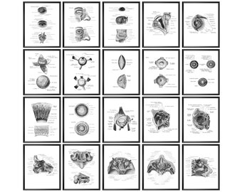 20 Ophthalmic Anatomy Posters, Human Eye Anatomy, Ocular Anatomy, Anatomical Eye, Eyeball Structure, Medical Diagram, Optician Gift
