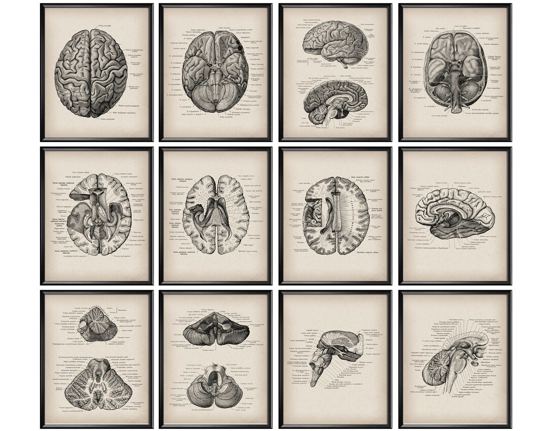 12 Brain Anatomy Poster Vintage Anatomy Art Neurology Art Medical ...