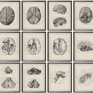 12 Brain Anatomy Poster Vintage Anatomy Art Neurology Art Medical Poster Neurosurgeon Office Decor Neurologist Gift Doctor Graduation