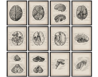 12 Anatomía del cerebro Póster Anatomía vintage Arte Neurología Arte Póster médico Neurocirujano Oficina Decoración Neurólogo Regalo Doctor Graduación