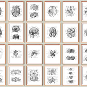 May include: A set of 24 black and white anatomical illustrations of the human brain. The illustrations show different views of the brain, including the frontal, sagittal, and axial views. The illustrations are detailed and accurate, and they would be a great addition to any anatomy or medical textbook.