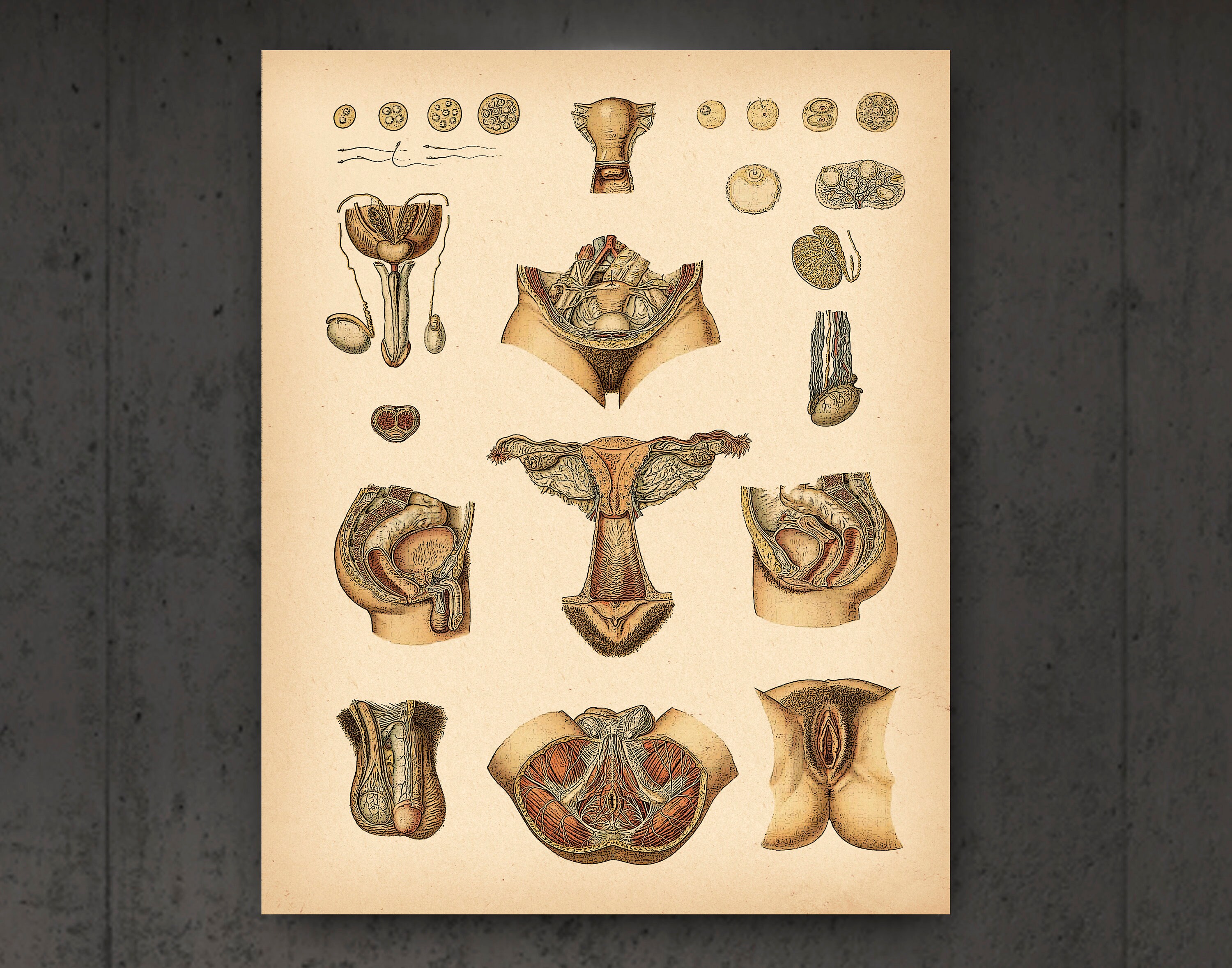 Anatomy Art Set of 12 Vintage Anatomy Poster Anatomical Decor Etsy