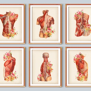 6 Muscular Anatomy Art Neural System Poster Medical Art Anatomical Body and Flowers Victorian Art Medicine Poster Clinic Wall Decor
