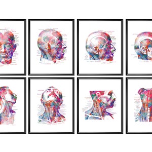 May include: Set of eight anatomical illustrations of the human head and neck. The illustrations are in a watercolour style with vibrant colours and detailed anatomical features. The illustrations are labelled with the names of the muscles and bones.