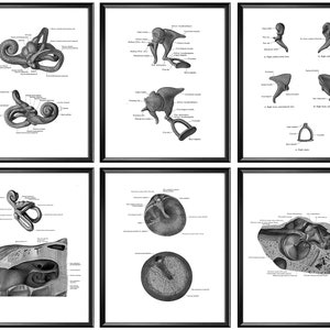 6 Ear Anatomy Posters Inner Ear Cochea Ossicles Eardrum Otolaryngologist Gift Medical Art Hearing Anatomy Decor Audiologist Office Gift