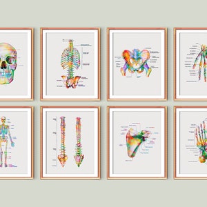 8 Human Skeleton Anatomy Labeled Diagram Set Medical Art Chiropractor Doctor Gift Orthopedist Gift Surgeon Gift Doctor Office Decor