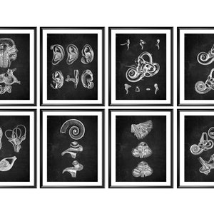 8 Prezent dla otolaryngologa Anatomia ucha Sztuka Medyczna Malowanie na tablicy Sztuka audiologiczna Plakat anatomii układu słuchowego Sztuka fizjologii