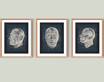 Human Head Anatomy Art Facial Muscles Poster Medical Art Muscular System Diagram Plastic Surgery Wall Decor Doctor Office Art