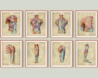 Vintage Surgery Anatomy Poster Set of 8 Watercolor Muscles Art Vintage Medical Art Doctor Office Art Surgeon Gift Clinic Wall Art