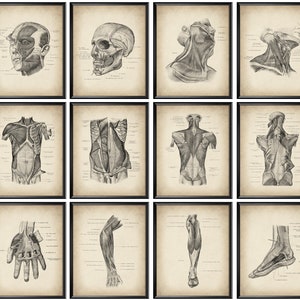12 Vintage Anatomical Posters Anatomy Art Human Physiology Art Muscular System Structure Massage Therapist Gift Medical Artwork Clinic Decor