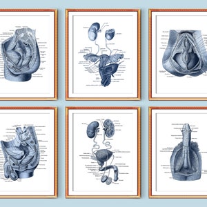 6 Anatomy Posters Anatomical Urogenital System Female Genitourinary System Male Genital Organs Anatomy Art Medical Art Anatomy Education