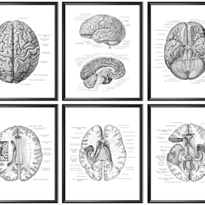Anatomical Brain Structure Posters, Neurology Art, Medical Decor, Human Anatomy, Clinic Art, Med School Print, Doctor Gift, Scientist Gift