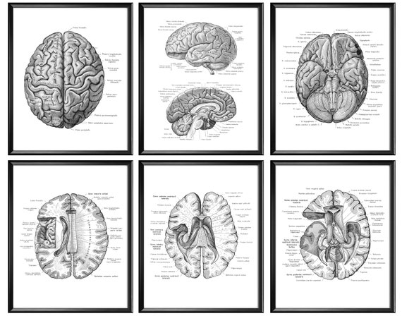 Anatomical Brain Structure Posters, Neurology Art, Medical Decor, Human Anatomy, Clinic Art, Med School Print, Doctor Gift, Scientist Gift