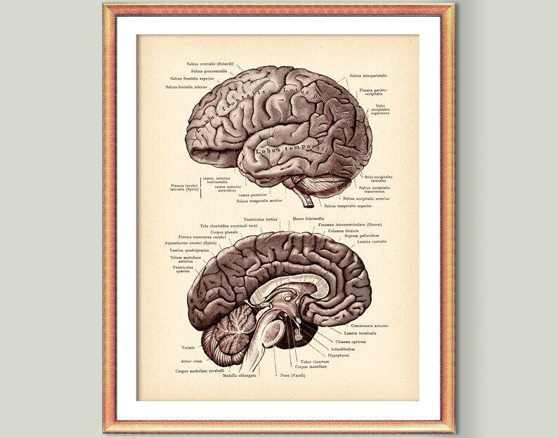 Anatomical Brain Print Vintage Neurology Art Brain Structure Etsy