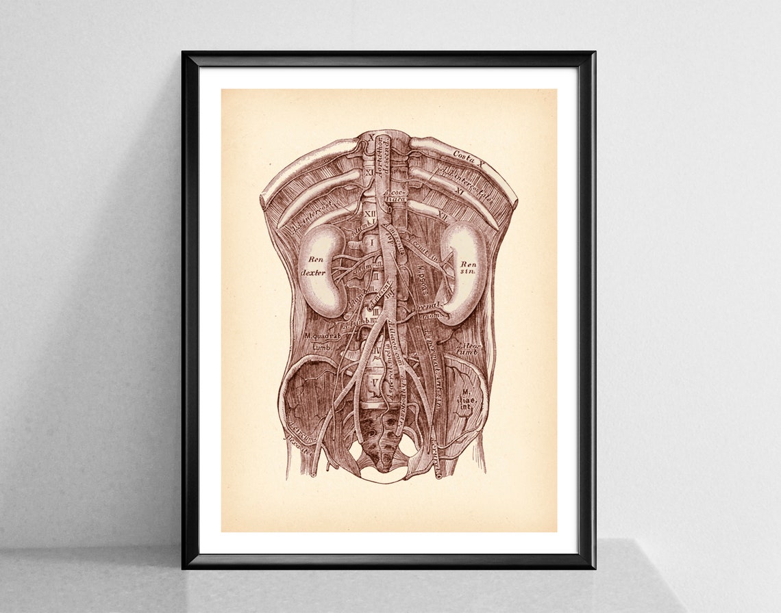 Urinary System Anatomy Print Anatomical Kidney Poster Vintage Medical ...