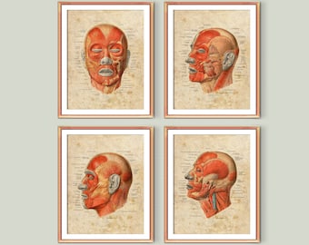 4 Facial Muscles Anatomy Vintage Poster Head Structure Diagram Esthetician Gift Massage Therapist Gift Plastic Surgeon Office Gift