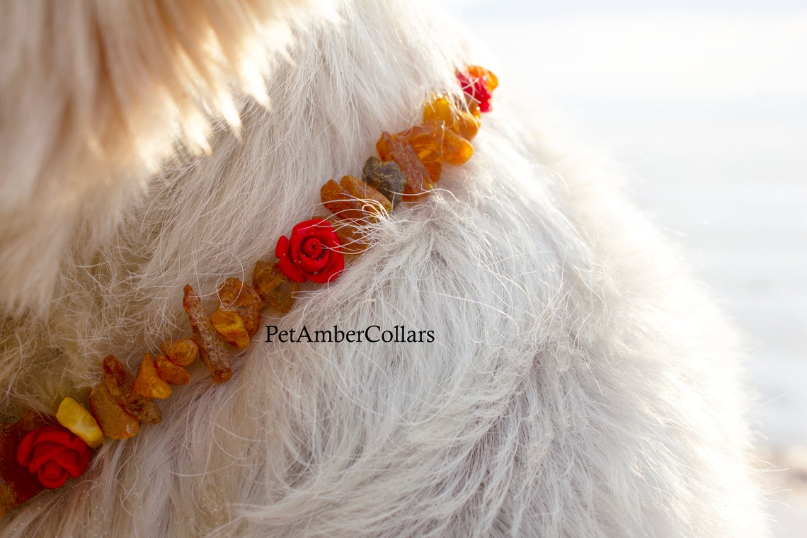 NATURAL BALTIC AMBER Collar for Dogs or Cats all sizes flea Etsy
