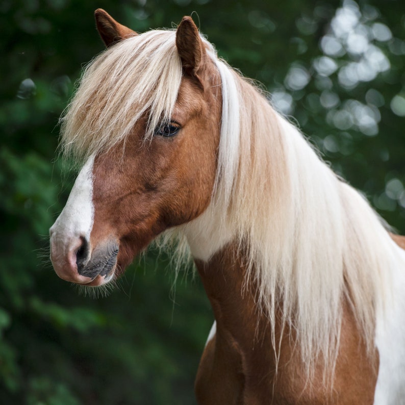 Icelandic Horse Calendar 2024 Etsy