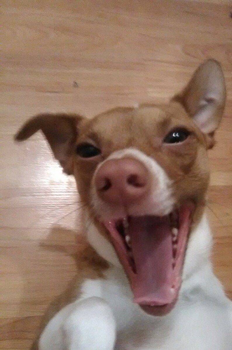 Red Nosed Chihuahua Terrier Laughing Photo Blank Greeting Card or Custom Design