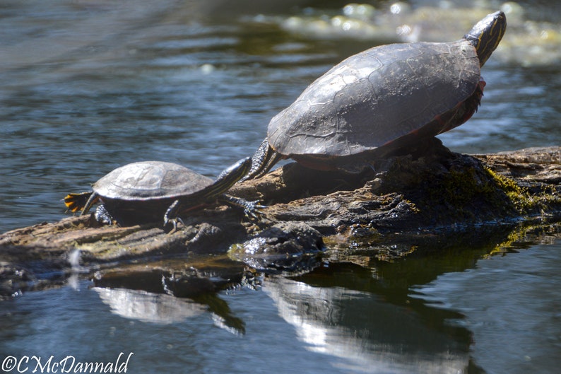 Turtle Stretch