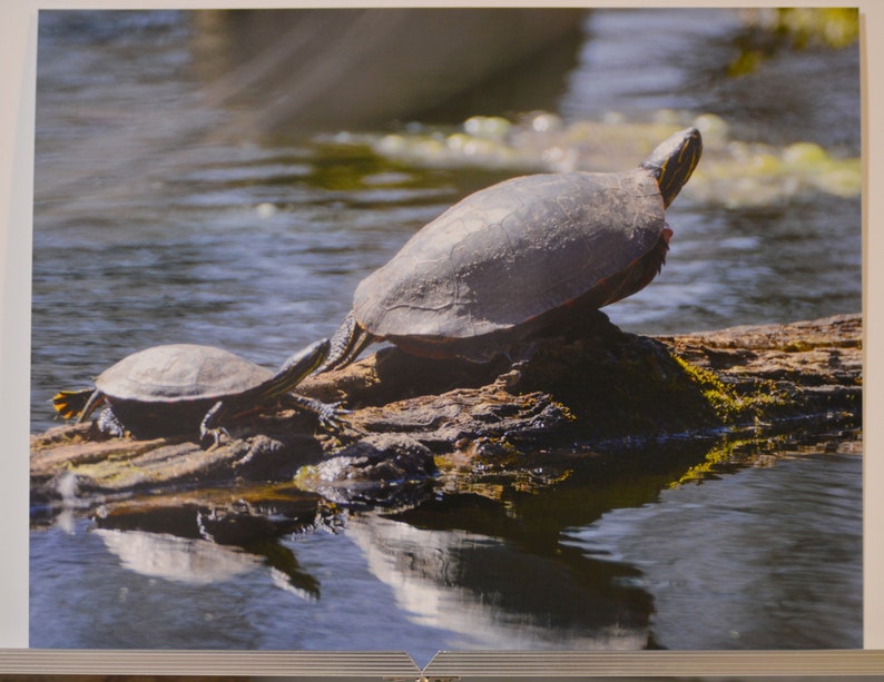Turtle Stretch