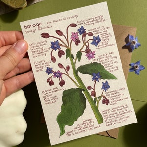 Bernagiekaart | Botanische informatiekaart | Briefkaart van gerecycleerd papier | Mini-kunstafdruk | Botanische studie van Borago officinalis